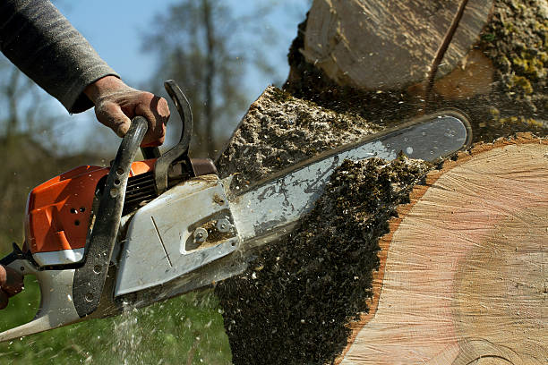 Reliable Twin Rivers, NJ Tree Services Solutions